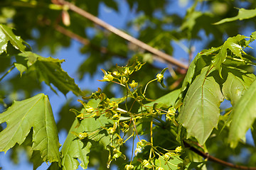 Image showing maple tree in the spring