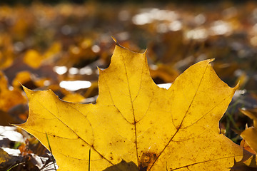 Image showing leaves in autumn park