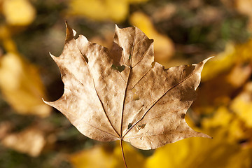 Image showing The fallen maple leaves