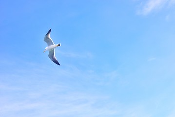 Image showing Black-tailed gull flying in the sky at Matsushima