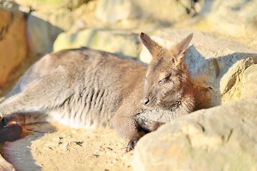 Image showing Small kangaroo laying and sleeping in the sun