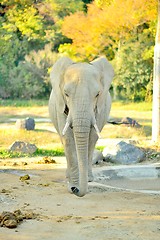 Image showing African elephant viewed from the front walking towards the camera