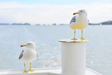 Image showing Two Black-Tailed gulls standing and looking at same direction