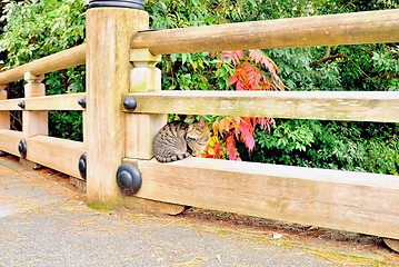 Image showing Cute cat sitting on wooden bridge railing