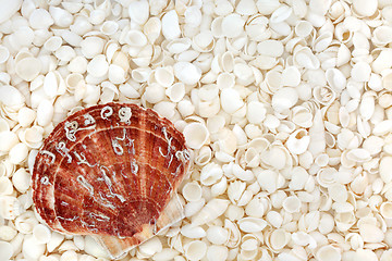 Image showing Scallop and White Seashell Beauty