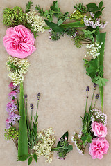 Image showing Medicinal Herb and Flower Border