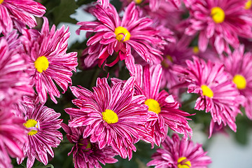 Image showing Chrysanthemum flower in the garden