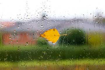 Image showing Autumn weather with a yellow birch leaf