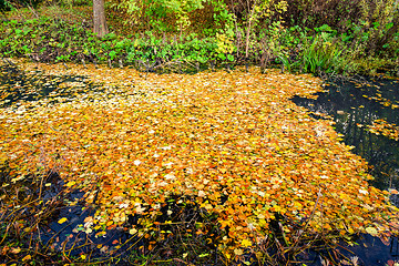 Image showing Lake covered with colorful autumn leaves