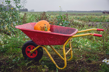 Image showing Wheelbarrow with orange pumkins