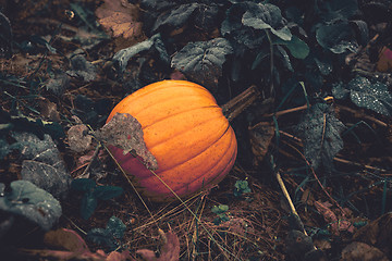 Image showing Orange pumpkin in a garden on a rainy day