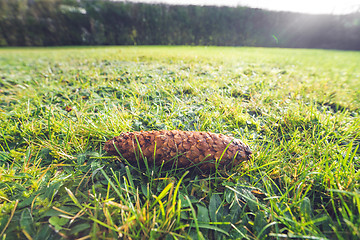 Image showing Pine cone on a lawn in sunshine