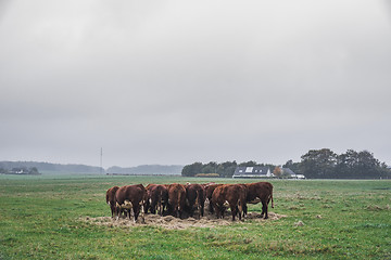 Image showing Hereford cows holding a meeting