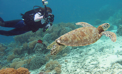 Image showing diver Turtle