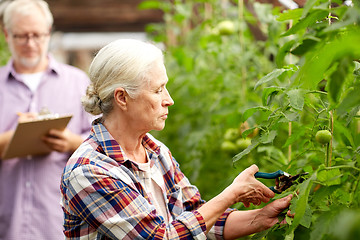 Image showing senior woman with garden pruner at farm greenhouse