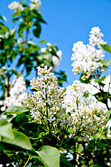 Image showing Lilac white with leaves