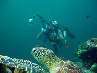 Image showing Diver photographing turtle