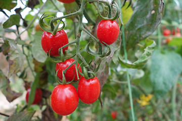 Image showing Cherry tomatoes grow in the garden