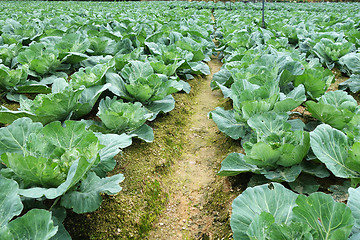 Image showing Rows of grown cabbages in Cameron Highland