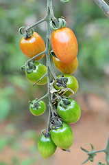 Image showing Cherry tomatoes grow in the garden