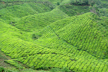 Image showing Tea Plantation in the Cameron Highlands in Malaysia