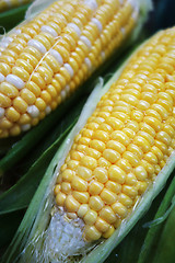 Image showing Yellow and white corn cobs