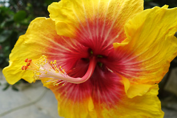 Image showing Flower of red and yellow hibiscus