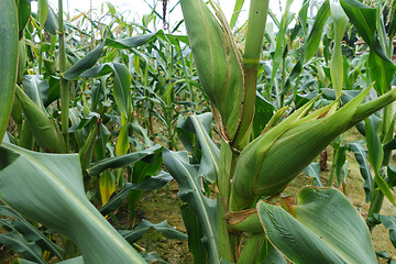 Image showing Sweet corn in the field