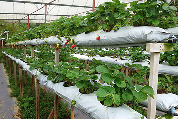 Image showing Fresh strawberries that are grown in greenhouses