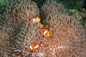 Image showing Clown Fish