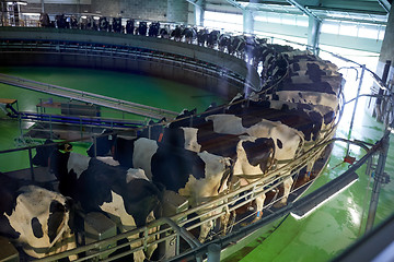 Image showing milking cows at dairy farm rotary parlour system