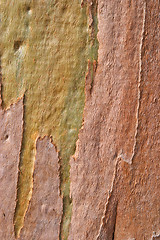 Image showing Eucalyptus tree rind, Portugal