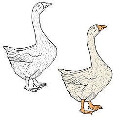 Image showing Sketch grey goose on a white background. illustration.