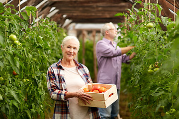 Image showing old woman picking tomatoes up at farm greenhouse