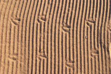 Image showing Bird footsteps on sand