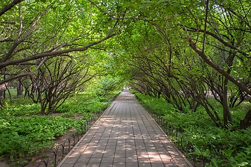 Image showing Pathway going under the trees