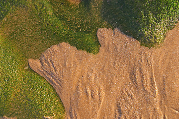 Image showing Bird silhouette of algae and sand