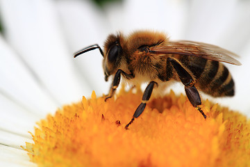 Image showing bee and daisy