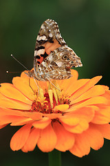 Image showing zinnia flower and butterfly