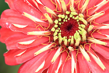 Image showing zinnia flower detail