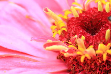 Image showing zinnia flower detail