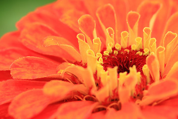 Image showing zinnia flower detail