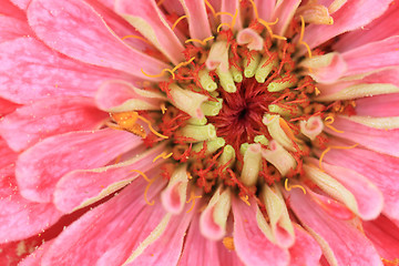 Image showing zinnia flower detail