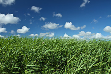 Image showing Green grass and blue sky 