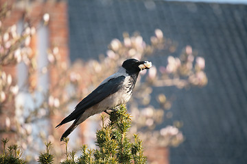 Image showing bird eating