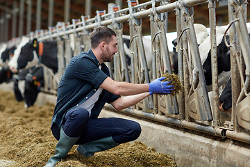 Image showing man feeding cows with hay in cowshed on dairy farm