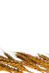 Image showing Golden wheat background