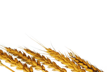 Image showing Wheat plant background