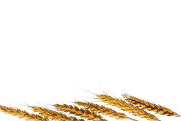 Image showing Wheat ears