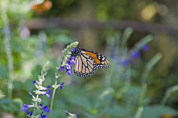 Image showing Butterfly